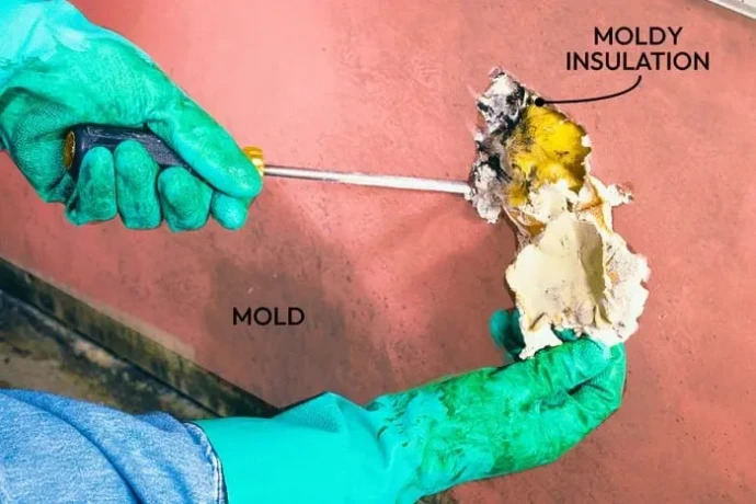 moldy drywall and moldy insulation being removed