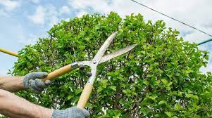 
Tree Pruning and Trimming