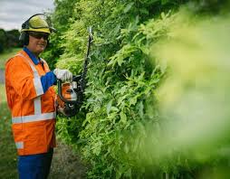 
Hedge Trimming and Removal