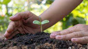Tree Planting