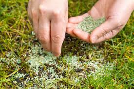 
Lawn Seeding