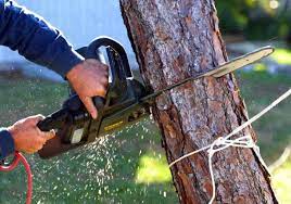 
Tree Removal