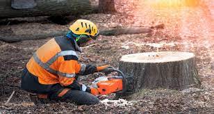
Tree Stump Removal